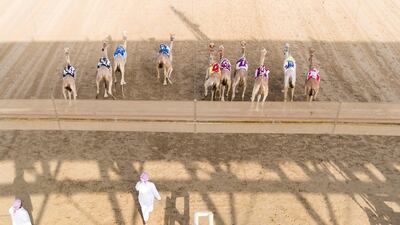 Camels at the start line at Al Marmoum Race Track. The fastest camels in the Arabian Gulf will compete for cash, swords, rifles and luxury vehicles totalling Dh95 million at the first annual Sheikh Hamdan Bin Mohammed Bin Rashid Al Maktoum Camel Race Festival in Dubai. All photos by Reem Mohammed / The National