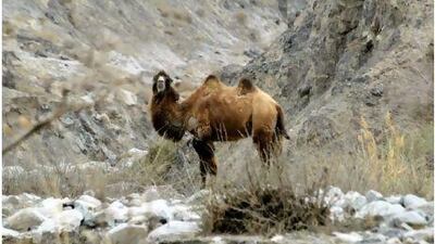 A male wild Bactrian camel in China. The UAE's expertise may save the species from extinction.