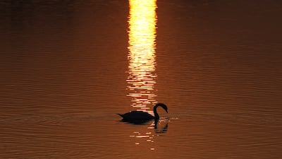 A swan swims during sunset at the Ada Ciganlija Lake in Belgrade, Serbia. AP