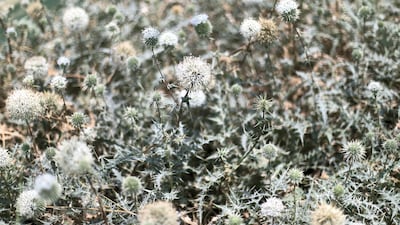 Echinops spinosissimus plants are grown at the nursery before being moved across the expo site. Reem Mohammed / The National