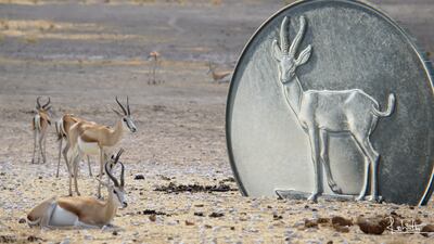 Gazelles rest next to a Dh1 coin