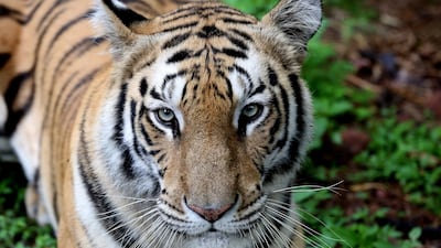 A Royal Bengal tiger in Bhopal, India. Sanjeev Gupta / EPA
