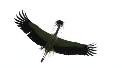 A white stork carries material to build its nest as it flies above the village of Pogost, Belarus. Reuters