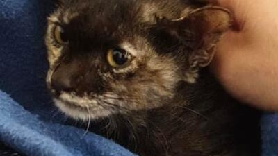 Annie was found abandoned in the heat. She's only 10 weeks old and currently in a foster home where she loves cuddles. She will be vaccinated in a couple of weeks and the adopter will need to pay for her spaying. For more information on adoption, visit Jackie’s Cats UAE on Facebook or WhatsApp 050 667 4220 or email jac.covill@gmail.com