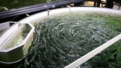 Each year, the facility produces 1,000 tonnes of organic fish, from Atlantic salmon to seabass and yellowtail.