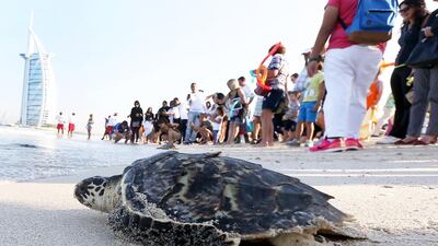 Turtles make their way to the sea after being released in a ceremony to mark the UAE's 44th National Day in Dubai's Madinat Jumeirah Hotel. Pawan Singh / The National