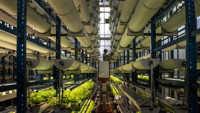 A worker checks on the growth of vegetables at a vertical farm in Jakarta, Indonesia. Getty Images