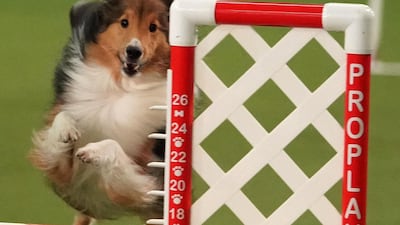 Skills: a dog competes in the 6th Annual Masters Agility Championship as the The American Kennel Club and Westminster Kennel Club. Photo: AFP