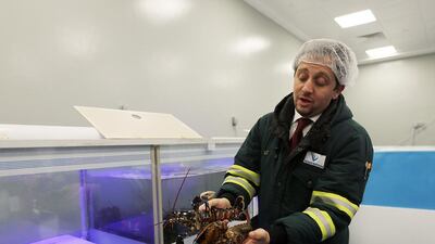 Rabih Zeineddine, the operations manager at Fresh Express in Dubai, inspects the live lobsters. All photos by Satish Kumar / The National