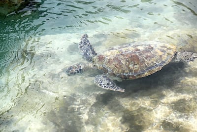 Sheikh Fahim Al Qasimi rescued a turtle and took it to the Burj Al Arab Turtle Rehabilitation Sanctuary for surgery. Chris Whiteoak / The National