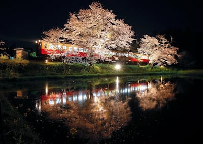 A train on the Kominato railway line with cherry blossoms in full bloom. EPA