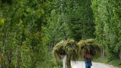 Kashmiri muslim women carry fodder for cattle near a gunbattle between Indian army soldiers and suspected armed rebels at Chadoora, on the outskirts of Srinagar, India. Tauseef Mustafa / AFP
