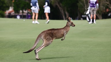 A kangaroo hops on the course during the third round of the 2026 Australian WPGA Championship at Sanctuary Cove Golf and Country Club on the Gold Coast, Australia. EPA