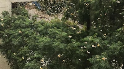 Locusts swarm through the city of Gurgaon near India's capital, Delhi. Courtesy Anirudh Garg