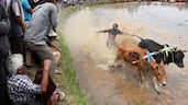 A jockey competes in Pacu Jawi, a traditional bull race held in harvested paddy fields, in Tanah Datar, Indonesia. Reuters