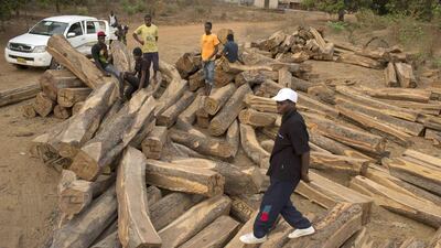 Bocar Seidi, the governor of Tombali province, stands on top of cut rosewood trees in Quepo. Joe Penney / Reuters