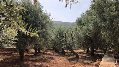 General view of olive groves and the forrest in the village of Dibbeen, around 50 kilometres northwest of Amman. Amy McConaghy / The National