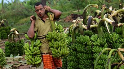 A Sri Lankan labourer unloads bananas at a banana market in Sevanagala AFP / Ishara S. KODIKARA