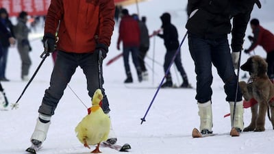 A yellow duck takes to the slopes in a fetching red neck tie.