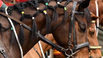 A Nepali's Army decorated horse looks on during a Ghode Jatra (horse race) festival in Kathmandu. AFP