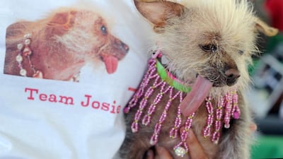 Josie, a Chinese Crested sticks out its tongue. Josh Edelson / AFP Photo