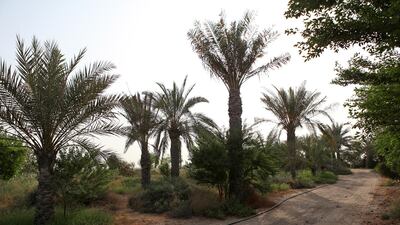 A path runs through the Wasit Nature Reserve in Sharjah. Pictured in 2010. Amy Leang/The National