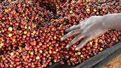 A worker sorts coffee berries at a factory in Kienjege. Kenyan beans are much sought after by roasters to blend with those of lower quality from other producing countries. Thomas Mukoya / Reuters
