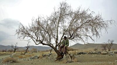 Reza, an Iranian gardener, sits on a dry tree near Lake Oroumieh. The president is putting an emphasis on tackling long-neglected environmental problems critics say were made worse by his predecessor, Mahmoud Ahmadinejad. An engineer with an appetite for giant populist projects, Mr Ahmadinejad pursued policies that led to the expansion of irrigation projects and construction of dams.