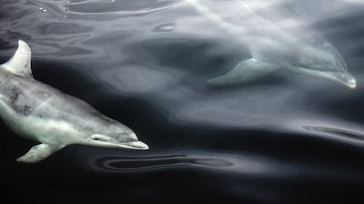 'Out of the blue', bottlenose dolphins at Portree, Isle of Skye, by Ekaterina Bee from Italy, has won the 11-14 Years award. Ekaterina Bee / Wildlife Photographer of the Year / PA