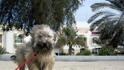 City chiefs ban all dogs - including guide dogs - from beaches, shopping centres, public parks, swimming pools and restaurants as part of cleanliness drive.