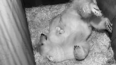 Polar bear Nora with its fresh newborn cub, at the Tiergarten Schoenbrunn zoo in Vienna, Austria, 9 November 2019. The cub's twin sibling died at birth. EPA