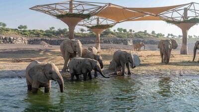 The safari is home to more than 1,000 animals and birds and 120 species, including the rare black rhinoceros.