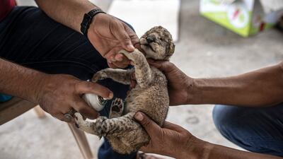 A Palestinian worker sprays antibiotics on a newborn lion cub. AP