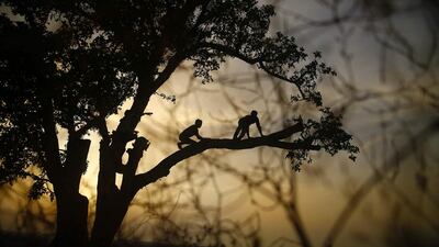 Palestinian children climb up on a tree as the sun sets in the Jabalia refugee camp in the northern Gaza Strip. Mohammed Abed / AFP