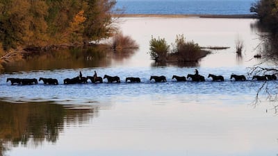 Breeder Nathalie Komaroff rides among forty Merens horses near Argeles-sur-Mer, southern France. Raymond Roig / AFP / Photo