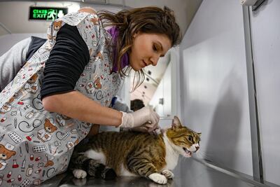 Nihan Dincer, veterinarian of the Vetbus, checks a stray cat. AFP
