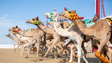 Camel racing will be a feature of the Games for the first time in its 2026 edition. UAE Presidential Court