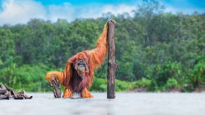 Gold medal, Animals in their Habitat: Bornean orangutan, Borneo, by Thomas Vijayan, Canada.