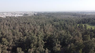Last year, authorities planted more than 21,000 trees. Photo: Gardens and Forestry Department of the Municipality of Mosul