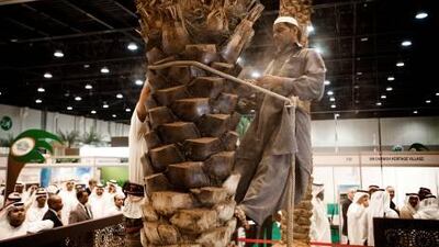 Kareem, who harvests dates for a living, demonstrates how to cut a date tree at the festival being held at Adnec. This is done to preserve the tree so it can yield a maximum amount of harvest.