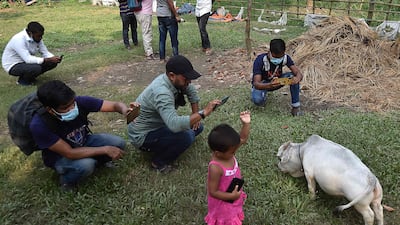 Photo opportunity ... there is rarely a shortage of photographers around when Rani, a tiny cow, is out and about.