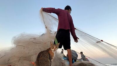 A cat looks on as a Palestinian fisherman pulls a net on a beach in the northern Gaza Strip. Reuters
