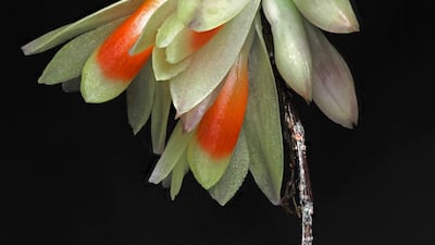 Dendrobium wanmae from West Papua Province has been assessed as 'critically endangered'