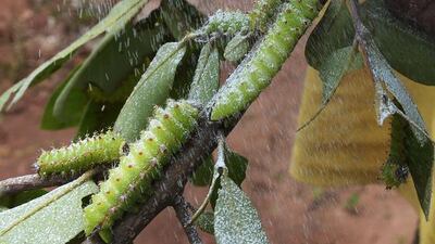 A man sprays disinfectant as silkworms cling on the branches of Arjuna trees. Adivasis have long reared silkworms in the dense forests of Bihar and neighbouring Jharkhand states to make tasar, a copper-coloured silk coveted for its unique texture.