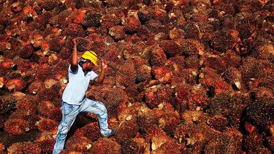 A worker collects palm oil fruit inside a palm oil factory in Sepang, outside Kuala Lumpur. Samsul Said / Reuters