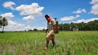 A farmer sprays pesticide containing monocrotophos on a paddy field at Mohanpur village, about 45km west of Agartala, capital of India's northeastern state of Tripura.