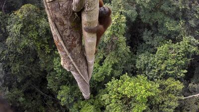 In this image released by World Press Photo titled “Tough Times for Orangutans” by photographer Tim Laman which won the first prize in the Nature Stories category shows a Bornean orang-utan climbing over 30 meters up a tree in the rainforest of Gunung Palung National Park, West Kalimantan, Indonesia, Aug. 12, 2015. Tim Laman, World Press Photo via AP