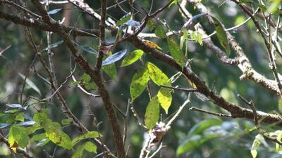 A Malabar trogan bird at Sai Sanctuary. Courtesy Sai Sanctuary