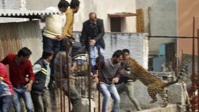 A reader says Indian authorities should put as much effort into chasing criminals as they did into hunting an escaped leopard. Reuters