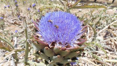 A bee pollinates an artichoke flower at Mujeb Organic Farm, Amman. Photo: Nico Dingemans